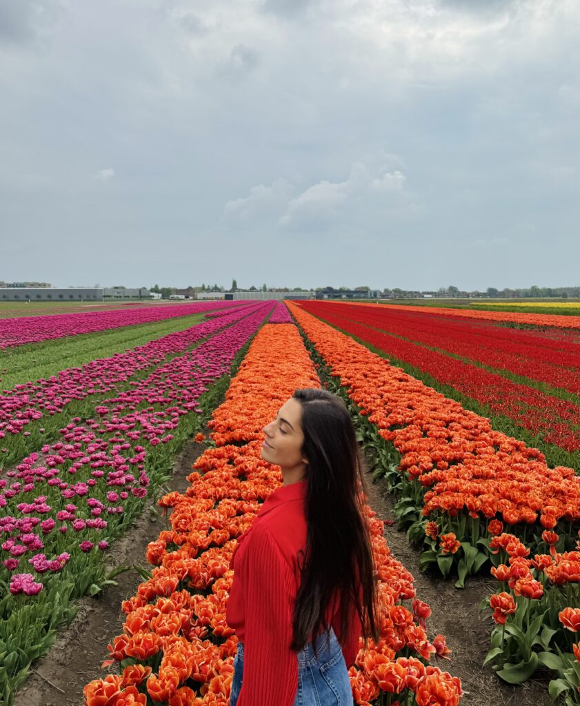 Tulipanes amsterdam