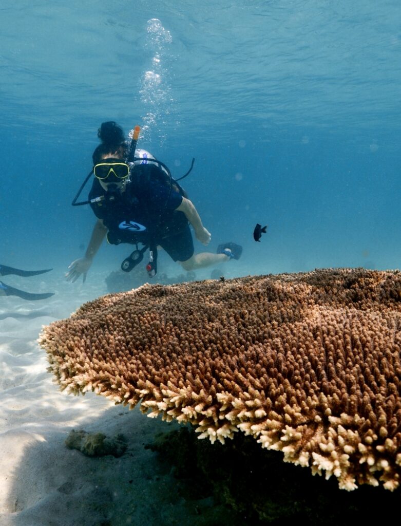 BUCEO TAILANDIA Koh Tao