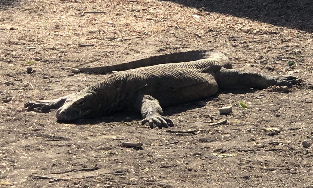 dragón komodo