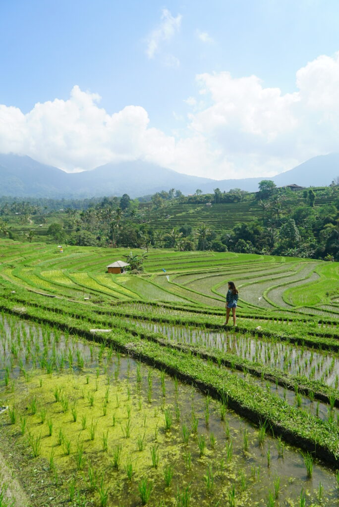 Guía bali